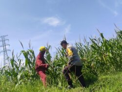 Bhabinkamtibmas Lombok Barat dampingi Petani Kuranji Dalang Sukseskan Ketahanan Pangan