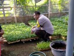 Bhabinkamtibmas Desa Tanak Gadang Monitoring Pembibitan Cabai dan Potchai untuk Dukung Program Ketahanan Pangan