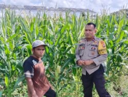 Bhabinkamtibmas Lombok Barat Pacu Petani Jagung Maksimalkan Lahan