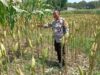 Bhabinkamtibmas Lombok Barat Kawal Produktivitas Petani Desa Merembu