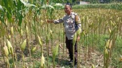 Sinergi Polsek Labuapi dan Petani Lombok Barat Jaga Stabilitas Pangan