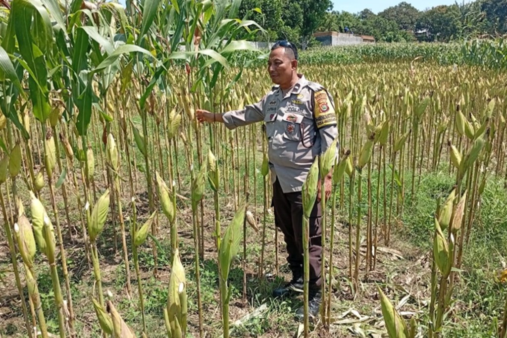 Sinergi Polsek Labuapi dan Petani Lombok Barat Jaga Stabilitas Pangan