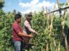 Dukung Ketahanan Pangan, Bhabinkamtibmas Desa Bagu Dorong Warga Manfaatkan Pekarangan Produktif