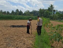Bhabinkamtibmas Desa Sukadana Monitoring Tanaman Jagung Milik Kelompok Tani Dile Semprong I