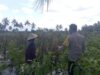Bhabinkamtibmas Desa Kesik Cek Lahan Ketahanan Pangan Bergizi, Dukung Budidaya Tomat Bersama Kelompok Tani