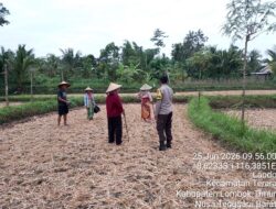 Bhabinkamtibmas Desa Lando Cek Pertumbuhan Tanaman Jagung Dukung Program Ketahanan Pangan Nasional