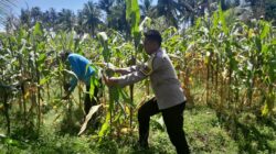 Bhabinkamtibmas Desa Mekar Damai Tinjau Lahan Petani Jagung Jelang Panen