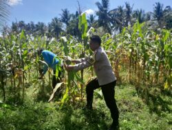 Bhabinkamtibmas Desa Mekar Damai Tinjau Lahan Petani Jagung Jelang Panen