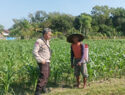 Swasembada Pangan Nasional: Polsek Batulayar Edukasi Warga