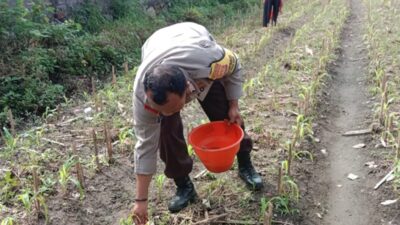 Dukung Swasembada Pangan, Polsek Labuapi Edukasi Petani di Lombok Barat