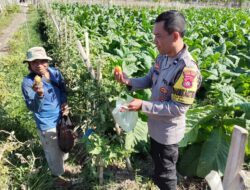Bhabinkamtibmas Desa Pringgabaya Silaturahmi dengan Petani dan Cek Tanaman Tomat, Dukung Program Ketahanan Pangan