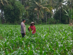 Bhabinkamtibmas Desa Pringgabaya Utara Cek Lahan Jagung dan Imbau Petani Jual Hasil Panen ke Bulog
