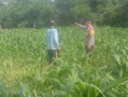 Bhabinkamtibmas Desa Rhee Dampingi Warga Pantau Pertumbuhan Jagung Hibrida