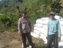 BHABINKAMTIBMAS POLSEK WOJA PANTAU PANEN JAGUNG WARGA, DUKUNG KETAHANAN PANGAN NASIONAL