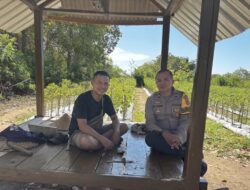 Pastikan Keamanan Area Perkebunan, Bhabinkamtibmas Desa Rhee Loka Sambangi Petani Cabai