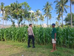 BHABINKAMTIBMAS DESA DOROKOBO MONITORING LAHAN JAGUNG WARGA, DORONG PENINGKATAN PRODUKSI PERTANIAN