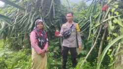 BHABINKAMTIBMAS DESA SONGGAJAH DORONG PEMANFAATAN PEKARANGAN RUMAH UNTUK KETAHANAN PANGAN DAN PENINGKATAN EKONOMI WARGA