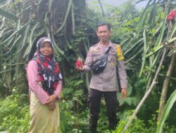 BHABINKAMTIBMAS DESA SONGGAJAH DORONG PEMANFAATAN PEKARANGAN RUMAH UNTUK KETAHANAN PANGAN DAN PENINGKATAN EKONOMI WARGA