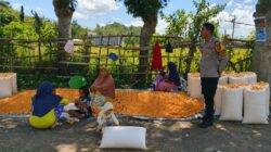 BHABINKAMTIBMAS DESA BANGGO AJAK PETANI SALURKAN HASIL PANEN KE BULOG DAN DUKUNG PEMBERANTASAN NARKOBA