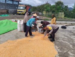 Dari Tanam hingga Panen, Bhabinkamtibmas Desa O’o Polsek Dompu Konsisten Dampingi Petani Jagung