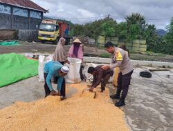 Dari Tanam hingga Panen, Bhabinkamtibmas Desa O’o Polsek Dompu Konsisten Dampingi Petani Jagung