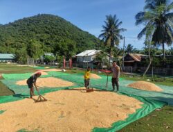 Pemanfaatan Lahan Pekarangan Jadi Pesan Bhabinkamtibmas Saat Pantau Hasil Panen Jagung
