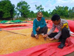 Polres Bima Kota Dukung Sektor Pertanian Melalui Monitoring Hasil Panen Jagung
