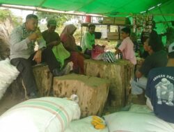 BHABINKAMTIBMAS DESA SANEO DAMPINGI WARGA SAAT PANEN JAGUNG, DORONG PENINGKATAN PRODUKSI PERTANIAN