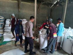 BHABINKAMTIBMAS DESA O’O PANTAU PENGEMASAN DAN PENIMBANGAN JAGUNG, DUKUNG KETAHANAN PANGAN MASYARAKAT