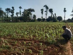 Anggota Bhabinkamtibmas Polsek Jenu Polres Tuban Turun ke Ladang, sambang lahan pertanian.