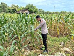 Polri Dukung Astacita, Polsek Merakurak Polres Tuban Turun Cek Tanaman Jagung Warga di Desa Pongpongan