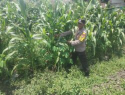 Polri dukung progam Astacita, Polsek Jatirogo Polres Tuban Turun Cek Tanaman jagung Warga di Desa Ketodan