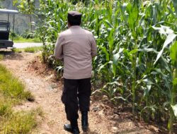 Polsek Plumpang Polres Tuban Turun Langsung Cek Tanaman Jagung Warga di Desa Kesamben