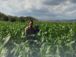 DUKUNG KETAHANAN PANGAN NASIONAL, BHABINKAMTIBMAS POLSEK MANGGELEWA PANTAU PERKEMBANGAN TANAMAN JAGUNG MILIK WARGA