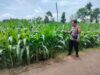 Polri Dukung Astacita, Polsek Palang Polres Tuban Turun Cek Tanaman jagung milik Warga di Desa Tegalbang