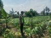 Polsek Singgahan Polres Tuban Turun Cek Tanaman jagung Warga di Desa Mulyoagung