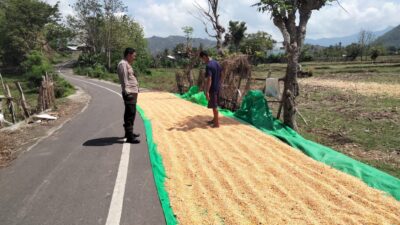 BHABINKAMTIBMAS DESA CEMPI JAYA PANTAU LAHAN JAGUNG WARGA, DUKUNG KETAHANAN PANGAN MENUJU INDONESIA EMAS