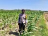 POLSEK BANGILAN DUKUNG KETAHANAN PANGAN MELALUI MONITORING TANAMAN JAGUNG DI WILAYAH HUKUM KECAMATAN BANGILAN