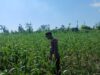 Polsek Tambakboyo Polres Tuban Turun Cek Tanaman jagung Warga di Desa Dikir