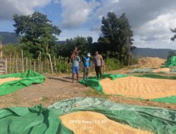 BHABINKAMTIBMAS DESA HU’U PANTAU HASIL PANEN JAGUNG WARGA, DORONG PENYALURAN KE BULOG UNTUK DUKUNG KETAHANAN PANGAN NASIONAL