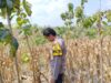 Polri Dukung Astacita, Bhabinkamtibmas Desa Ngawun Polsek Parengan Polres Tuban Cek Lokasi Tanaman Jagung milik warga Di Desa Ngawun Kec. Parengan