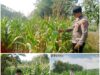 Polsek Soko polres Tuban Polda Jawa Timur Bergerak! Dukung Penuh Swasembada Pangan Presiden Prabowo Melalui Pendampingan Petani