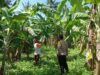 BHABINKAMTIBMAS DESA DOREBARA SAMBANGI PETANI PISANG, BERIKAN EDUKASI DAN DORONG PENINGKATAN KESEJAHTERAAN MASYARAKAT