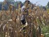 Bhabinkamtibmas Polsek Widang Monitoring Pertumbuhan Tanaman Jagung
