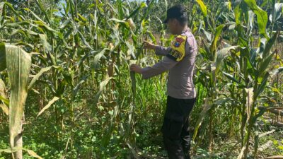 POLSEK BANGILAN DUKUNG PROGRAM KETAHANAN PANGAN NASIONAL MELALUI MONITORING TANAMAN JAGUNG