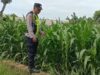 Polri Dukung Astacita, Polsek Semanding Polres Tuban Turun Cek Tanaman jagung milik Warga di Desa Kowang