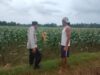 Polsek Plumpang Polres Tuban Turun Langsung Cek Tanaman Jagung Warga