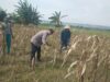 Bhabinkamtibmas Desa Margorejo Monitoring Warga Panen Jagung