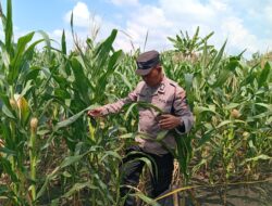 Dukung Astacita Presiden RI, Polisi Polsek Kenduruan Polres Tuban Turun Langsung Mengecek Tanaman Jagung Warga Petani