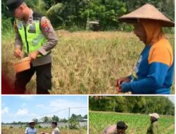 Polsek Soko polres Tuban Polda Jawa Timur Bergerak! Dukung Penuh Swasembada Pangan Presiden Prabowo Melalui Pendampingan Petani